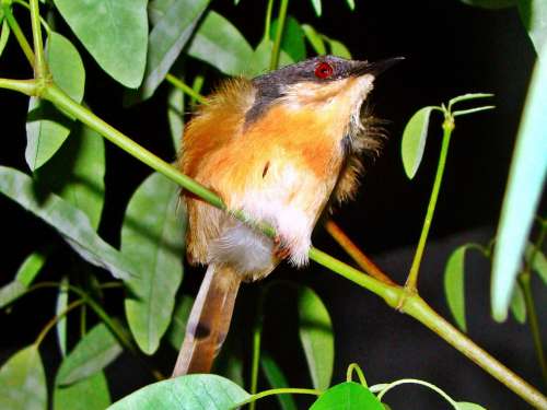 Ashy Wren Warbler Bird Nature Close-Up Macro