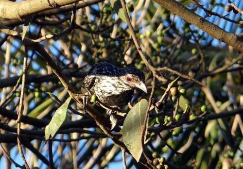 Asian Koel Eudynamys Scolopaceus Female Fig Tree