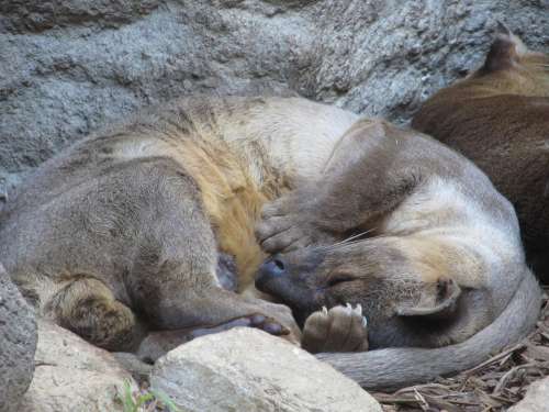 Asian Small Clawed Otter Sleeping Close-Up