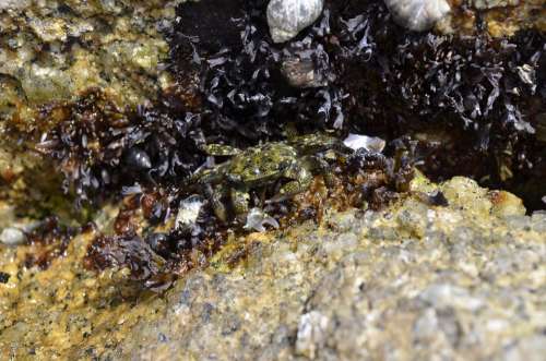 Asilomar-Tidepools Crab Ocean Sea Wildlife Nature