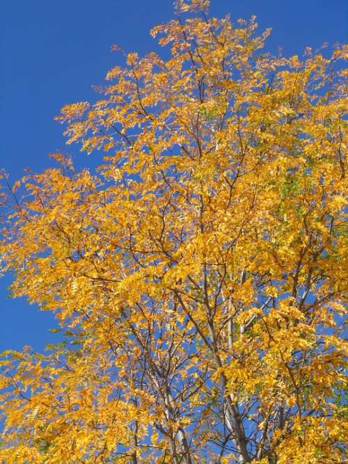 Aspen Trees Yellow Leaves Leafy Woods Plants