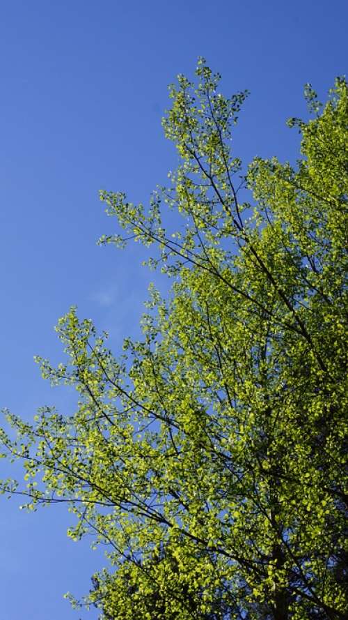 Aspen Populus Tremula New Leaves Spring