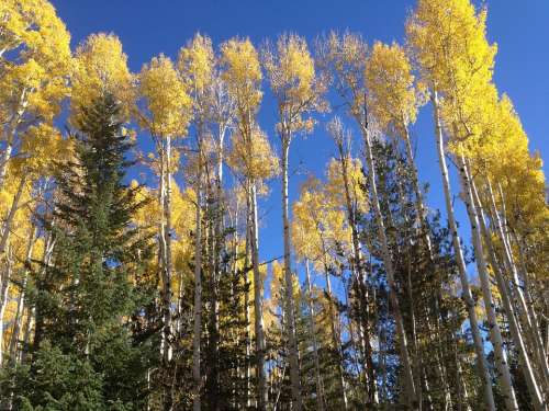 Aspen Trees Forest Trees Autumn Fall Yellow