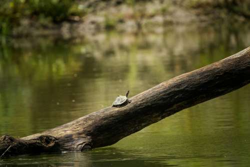 Assam Turtle Roofed India Water Natural Indian