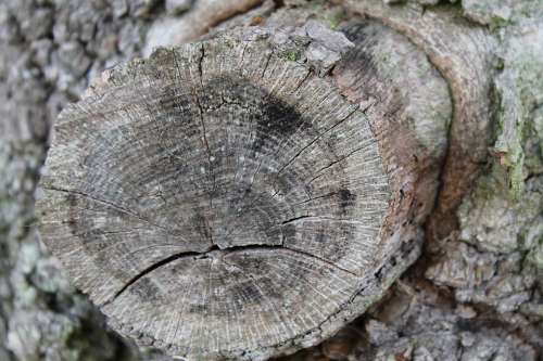 Ast Eye Branch Tree Brown Forest Log Sawed Off