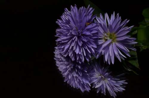 Aster Flower Purple