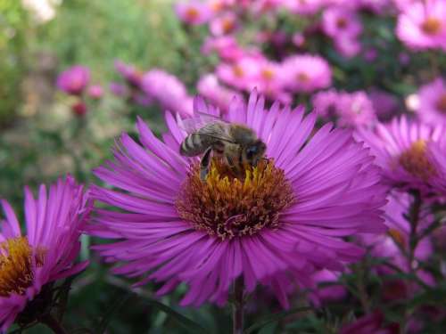 Aster Bee Herbstaster Flower