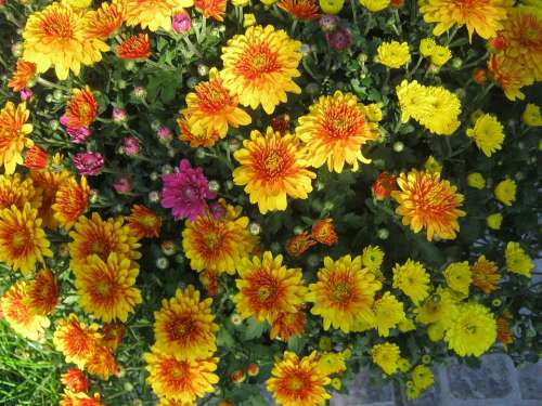 Asters Yellow Autumn Decoration