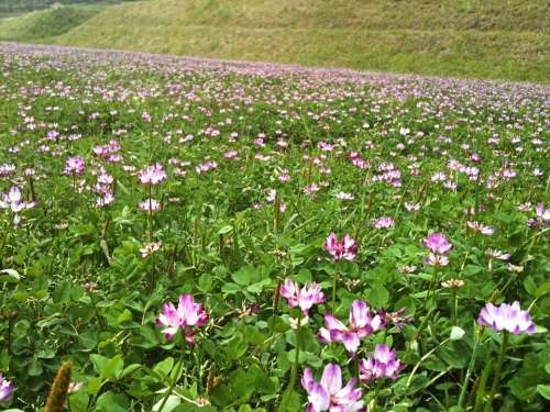 Astragalus Lotus Flower Flowers Field