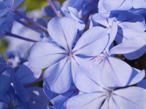 Auriculata Blossom Bloom Blue Plumbago Garden