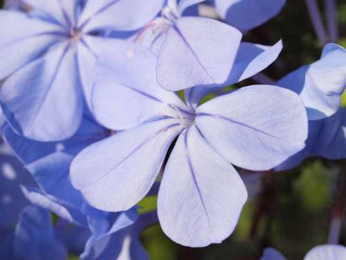 Auriculata Plumbago Blossom Bloom Blue Garden