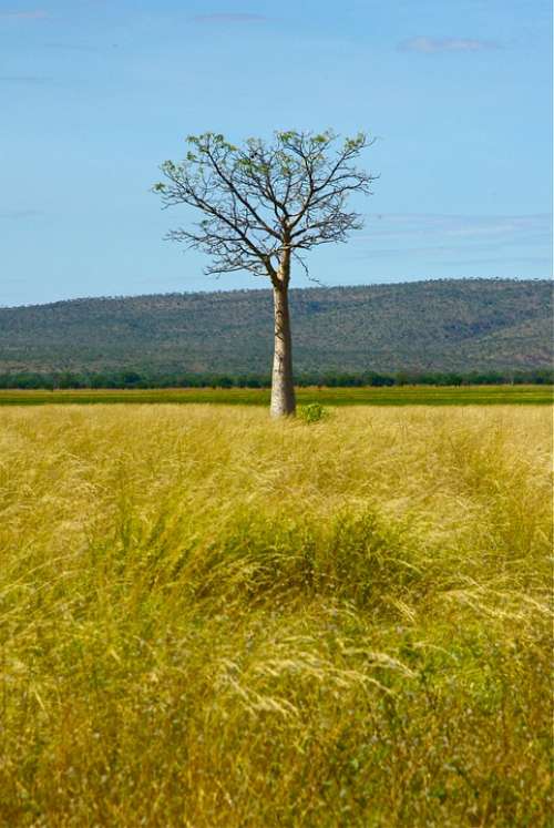 Australia Tree Outback Nature Rural Wilderness