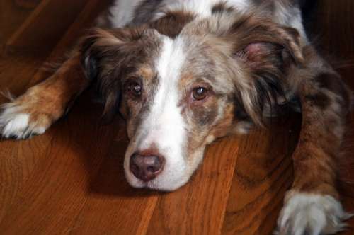 Australian Shepherd Dog Pet Red Merle Down Eyes