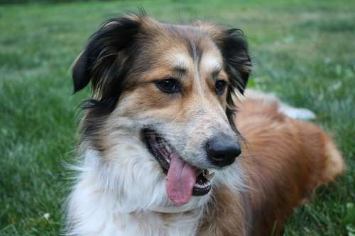 Australian Shepherd Border Collie Golden Retriever