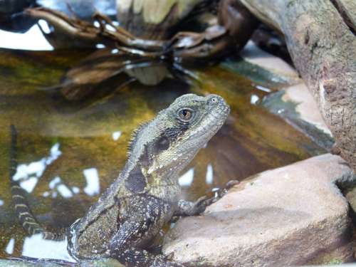 Australian Water Dragon Reptile Animal Scale