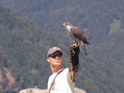 Austria Carinthia Eagle Show At Castle