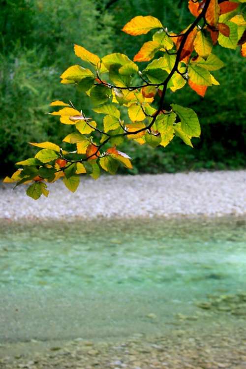 Austria Attersee Autumn Lake Nature Leaves Green