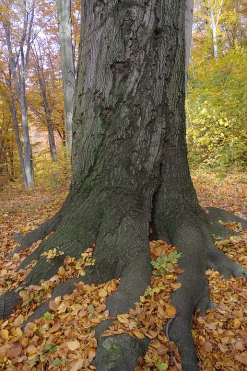 Autumn Log Root Leaves Tree Root Nature