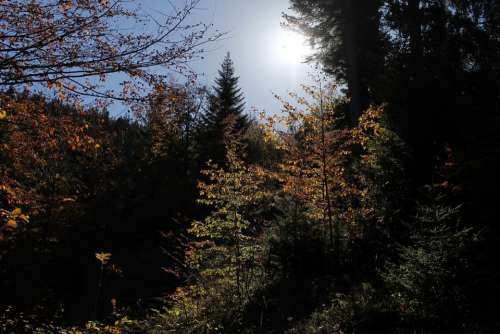 Autumn Landscape Tree Trees