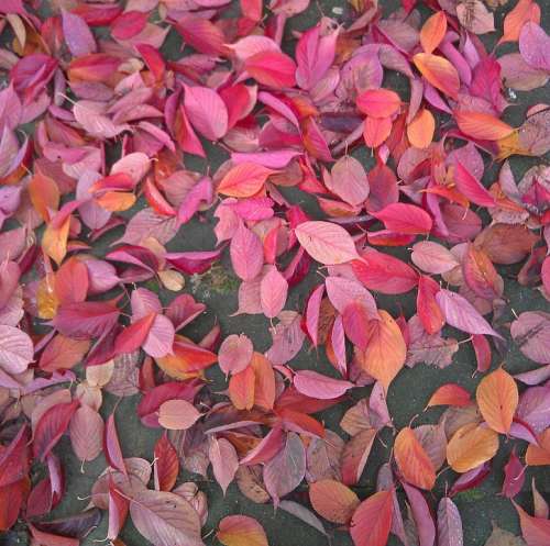 Autumn Leaves Autumn Leaves Red Fallen Ground