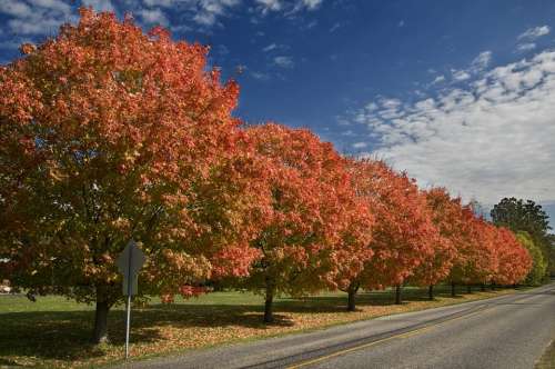 Autumn Trees Street Sky Road Perspective Red