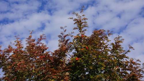 Autumn Fall Colors Rowan Blue Sky White Clouds