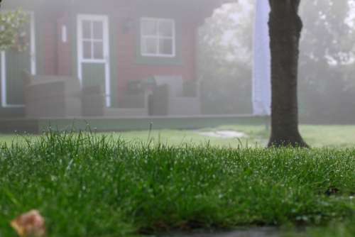 Autumn Garden Grass Rush Dew Fog