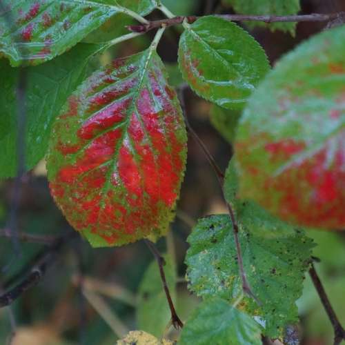 Autumn Riot Of Color Natural Art Colorful Leaf Red