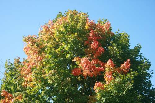 Autumn Tree Maple Colored Color Landscape Clouds