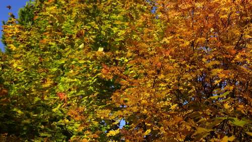 Autumn Deciduous Trees Fall Colors Orange Green