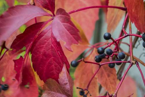 Autumn Foliage Yellow Seasons Red Leaves Colored