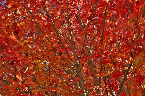 Autumn Leaves Tree Red
