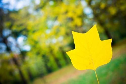 Autumn Wood Foliage Red Yellow Seasons Garden