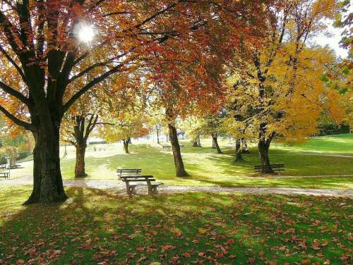 Autumn Golden Autumn Trees Leaves Backlighting