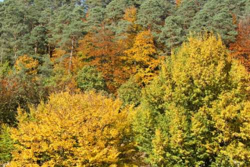 Autumn Forest Trees Leaves Golden October Sun