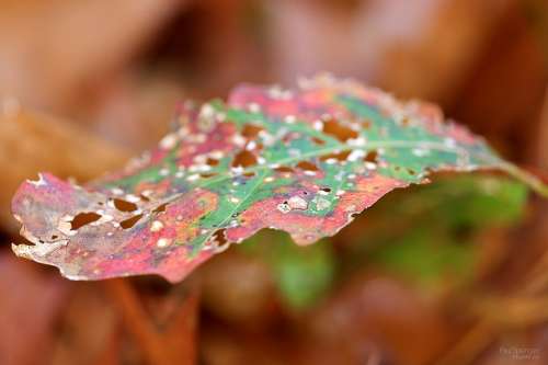 Autumn Leaves Colors Forest