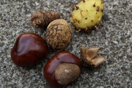 Autumn Fruits Autumn Fruits Chestnut Nut