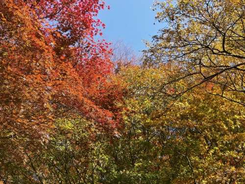 Autumn Autumnal Leaves Colorful Woods Forest