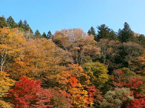 Autumn Autumnal Leaves Colorful Mountain Woods