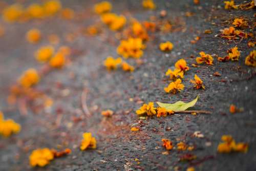 Autumn Leaves Yellow Orange Fall Street