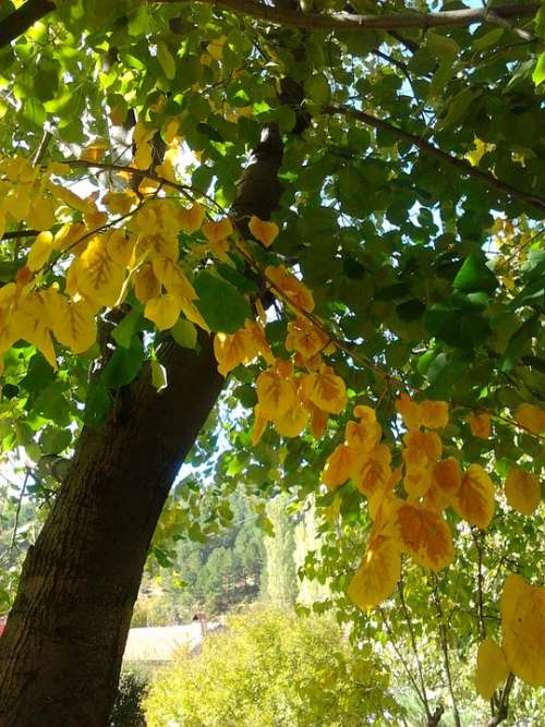 Autumn Yellow Green Tree