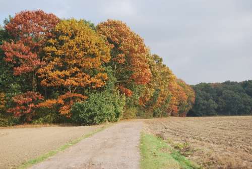 Autumn Trees Colors Road Nature Leaves Beauty