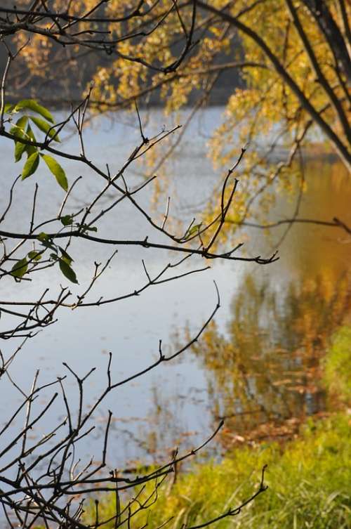 Autumn Foliage Lake Branches Forest Reflection