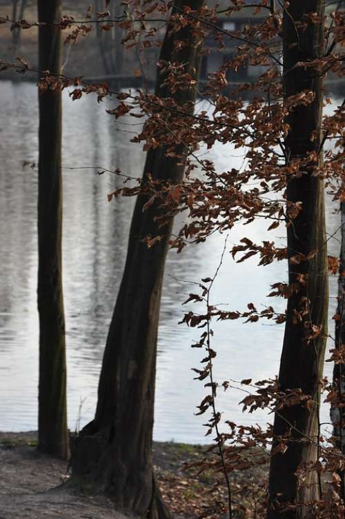 Autumn Tree Then Foliage Lake Pond Nostalgia