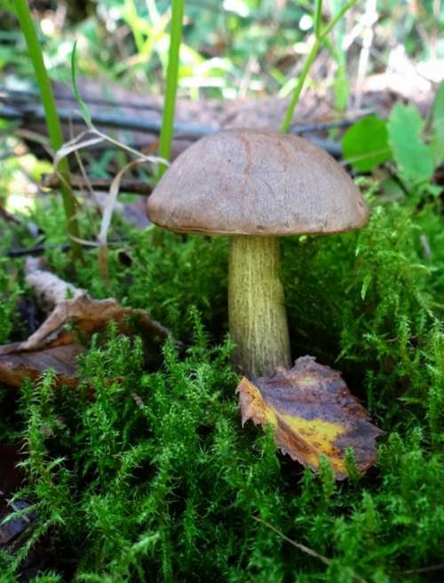Autumn Forest Beech Leaves Edible Roast Mushroom