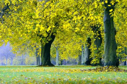 Autumn Tree Trees Leaves Leaf Branches Yellow