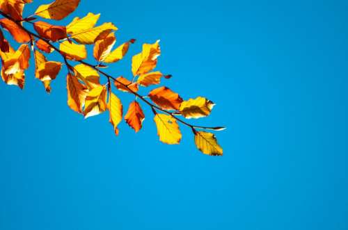 Autumn Tree Trees Leaves Leaf Branches Yellow