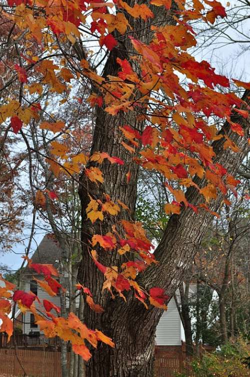 Autumn Fall Fall Colors Maple Orange Leaves