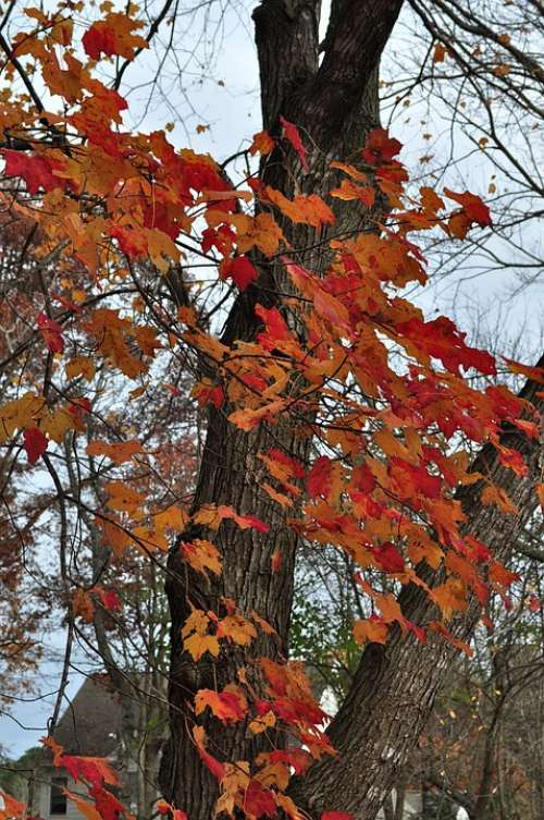 Autumn Season Tree Leaves Colorful Fall Colors