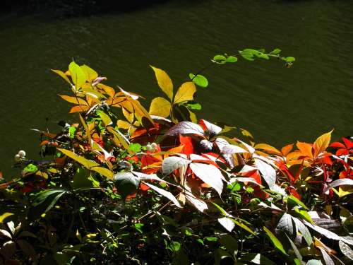 Autumn Golden Autumn Season Leaves Colors Colorful